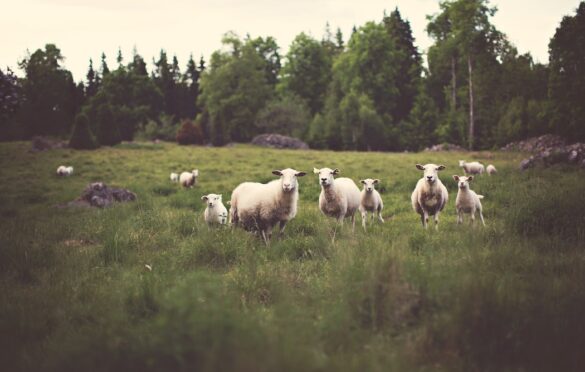 Claudio-sheeps